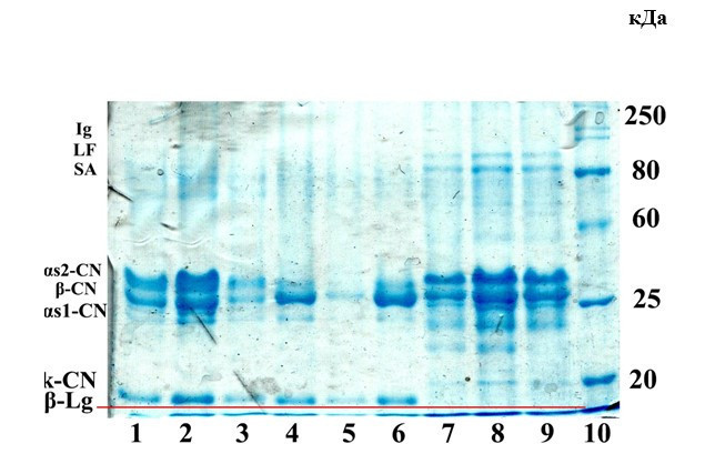 Рис. 2 Белковый профиль кисломолочных продуктов 1, 2, 3 – коровье молоко (1 – обыкновенная простокваша, 2 – ацидофильная простокваша, 3 – болгарская простокваша); 4, 5, 6 – козье молоко (4 – ацидофильная простокваша, 5 – обыкновенная простокваша, 6 – болгарская простокваша); 7, 8, 9 – верблюжье молоко (7 – болгарская простокваша, 8 – обыкновенная простокваша, 9 – ацидофильная простокваша); 10 – маркер молекулярного веса; α-La–α-лактальбумин; β-Lg–β-лактоглобулин; k-CN–k-казеин; αs1-СN – αs1-казеин; αs2-СN – αs2-казеин; β-CN – β-казеин; SA – сывороточный альбумин; LF–лактоферрин;Ig – иммуноглобулины.