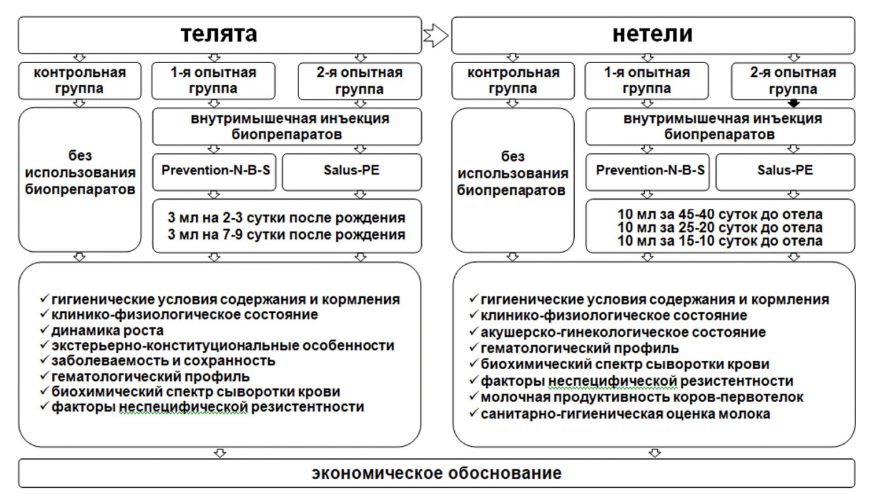 Рисунок 5 – Схема иммунокоррекции организма телят биопрепаратами нового поколения в реализации биоресурсного потенциала продуктивных и репродуктивных качеств 