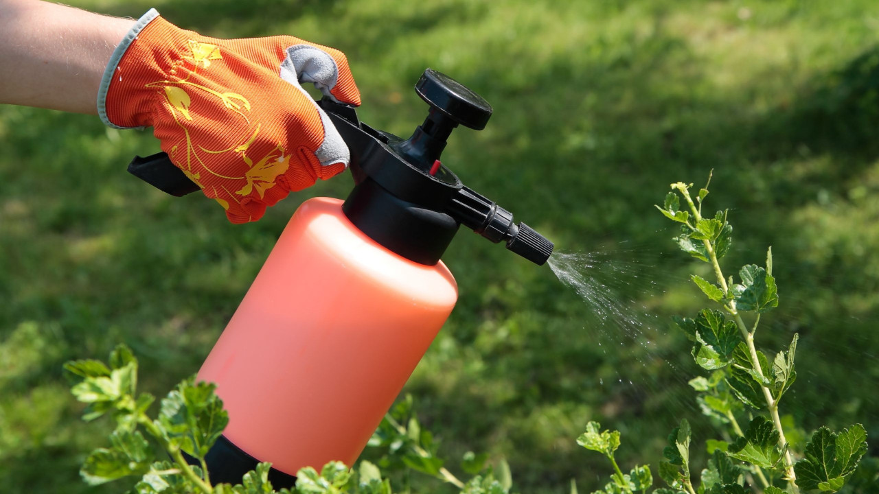 Эффективная обработка сада от болезней аптечными препаратами: личный опыт