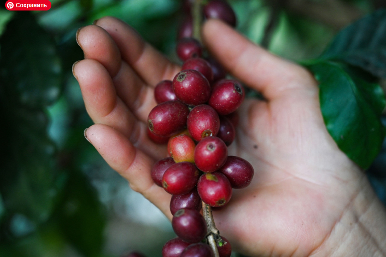 Ягоды кофейного растения на кофейной плантации Тяньюйчжуан в Пуэре, провинция Юньнань на юго-западе Китая. Фото: Greg Baker /AFP via Getty Images