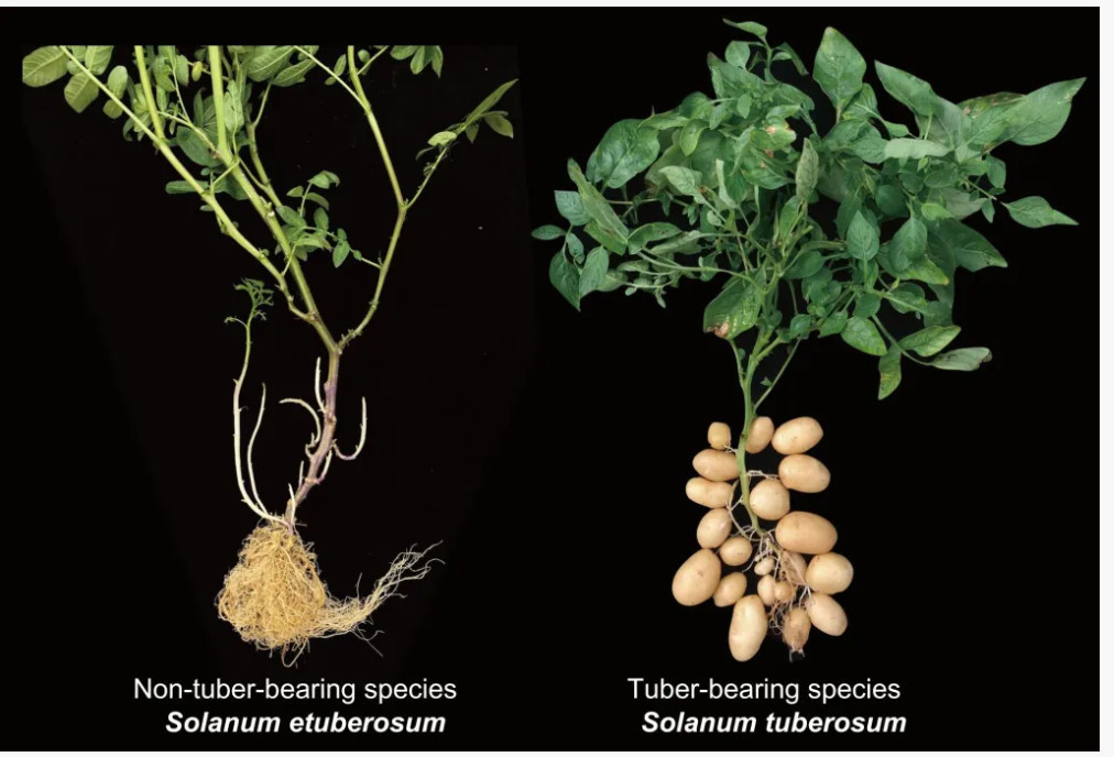 Виды картофеля, не образующие клубни и образующие клубни.  Фото: Yuxin Jia and Pei Wang