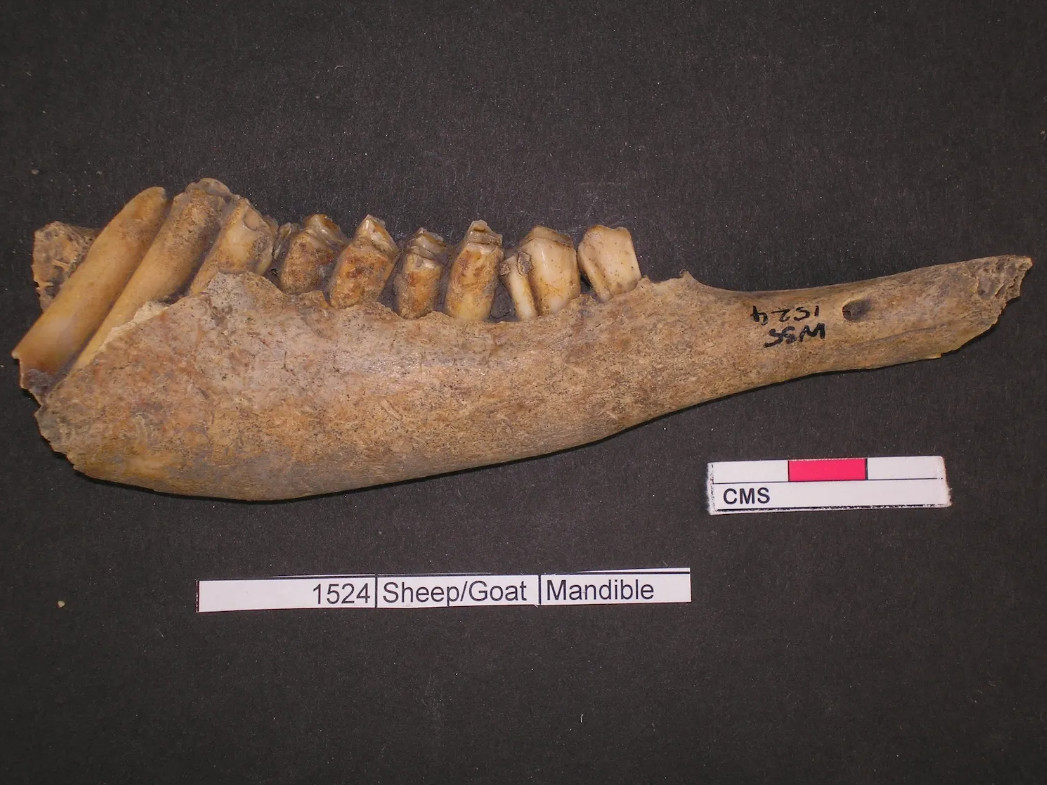 Виды предпочитаемых животных существуют в зависимости от региона и особенностей свиней, овец и коров. Фото: Cardiff University