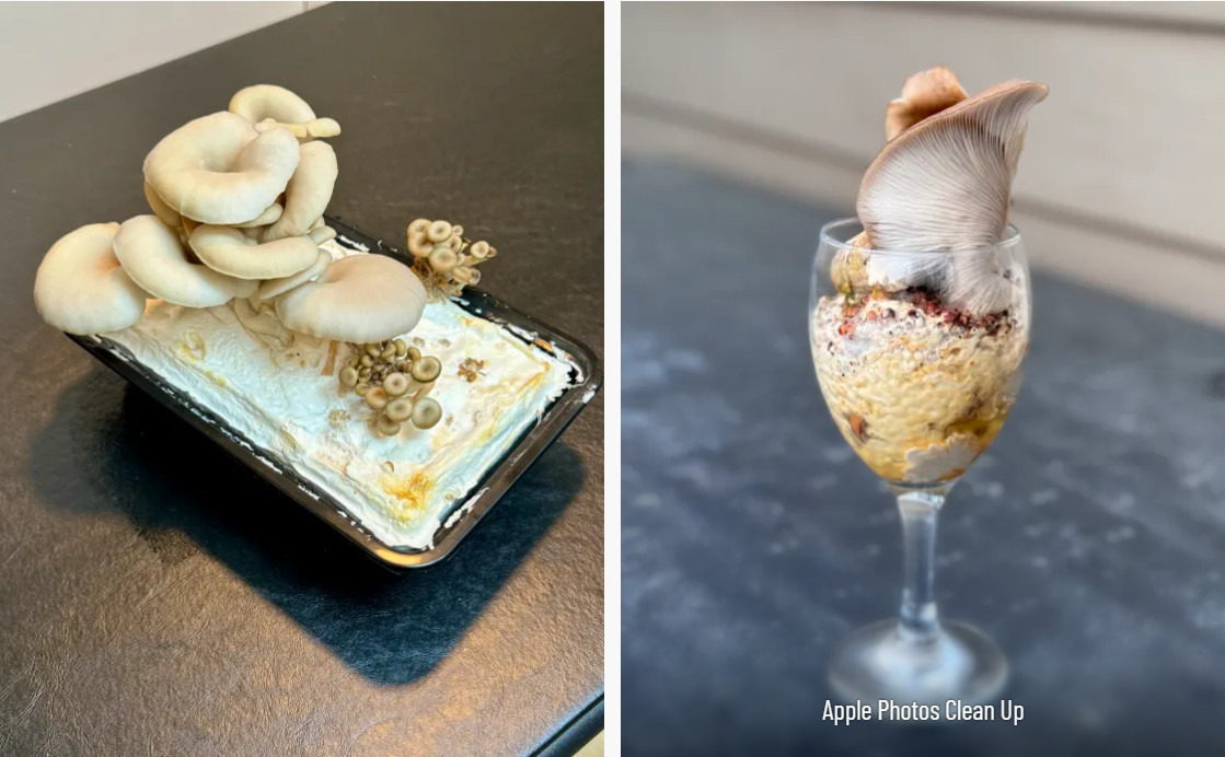 Грибы, растущие в кастрюле