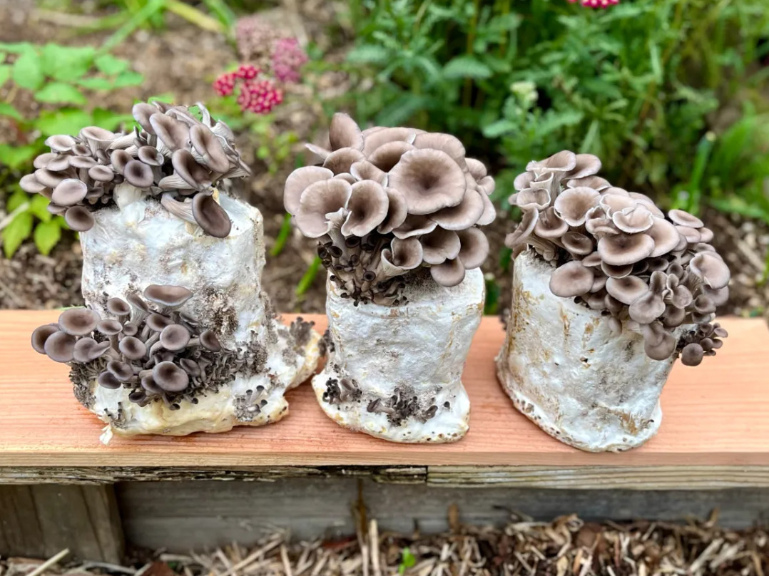 Грибы, растущие в бокале для вина