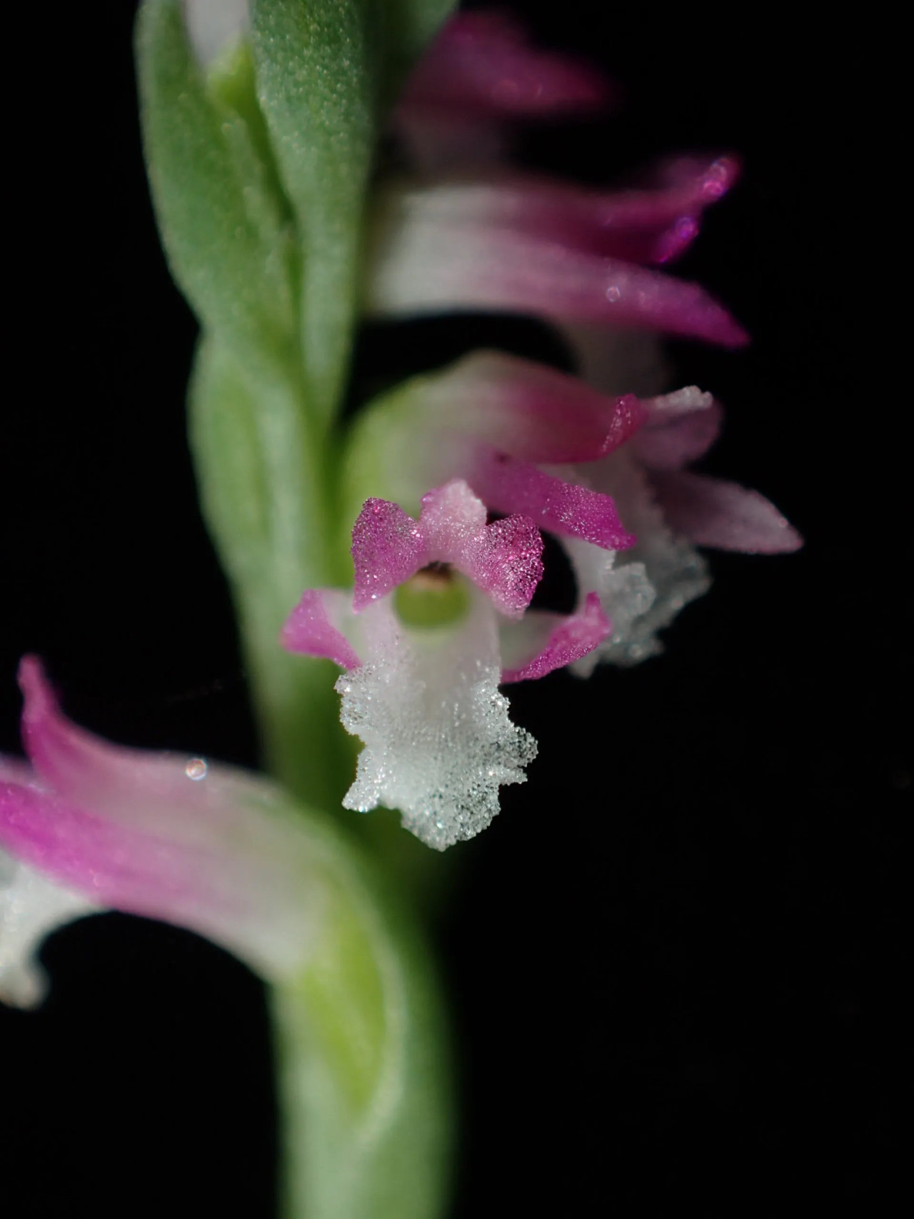  Spiranthes hachijoensis, соцветие крупным планом. 