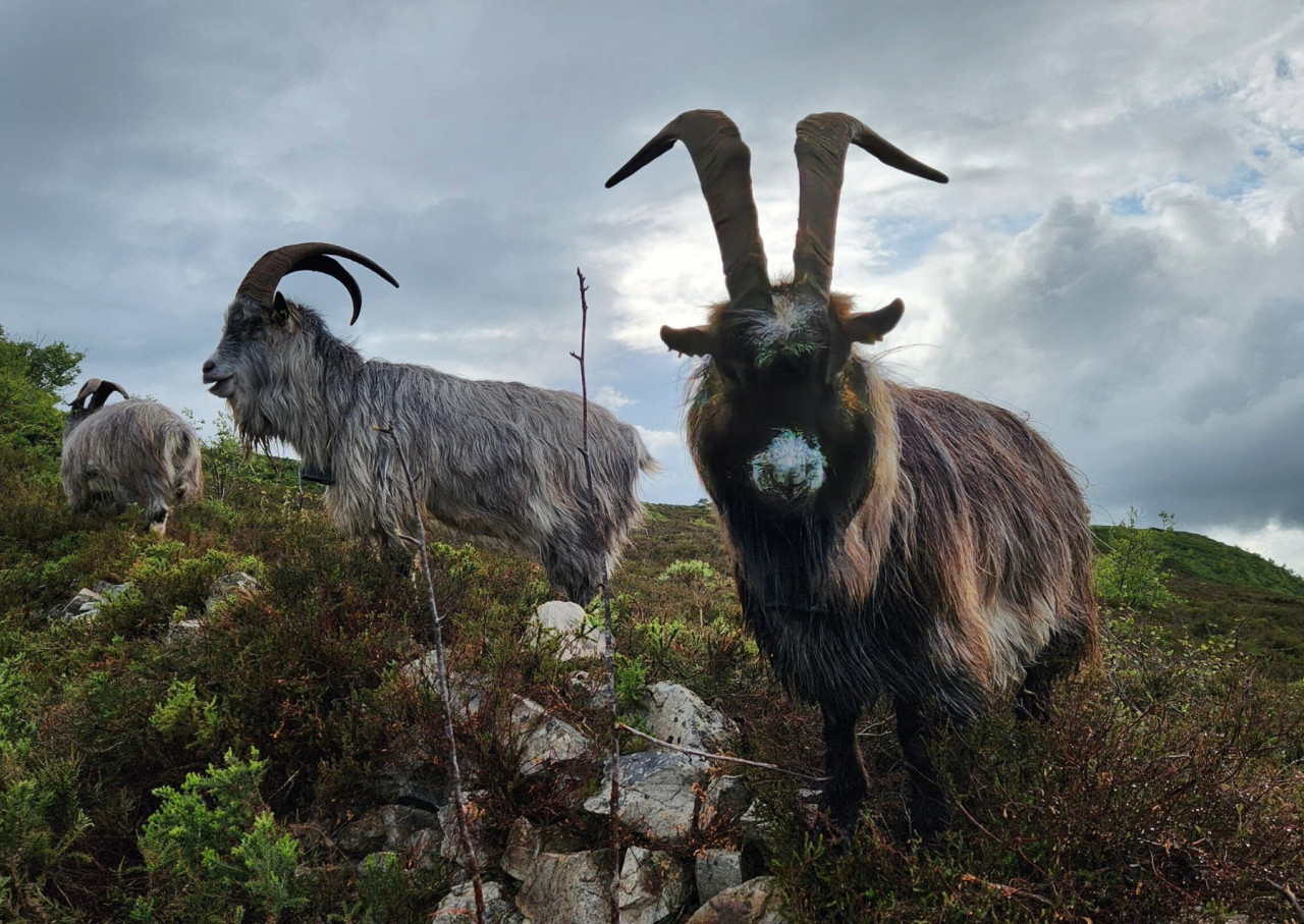  Старинная ирландская коза занимает важное место в фольклорной и сельскохозяйственной истории страны.