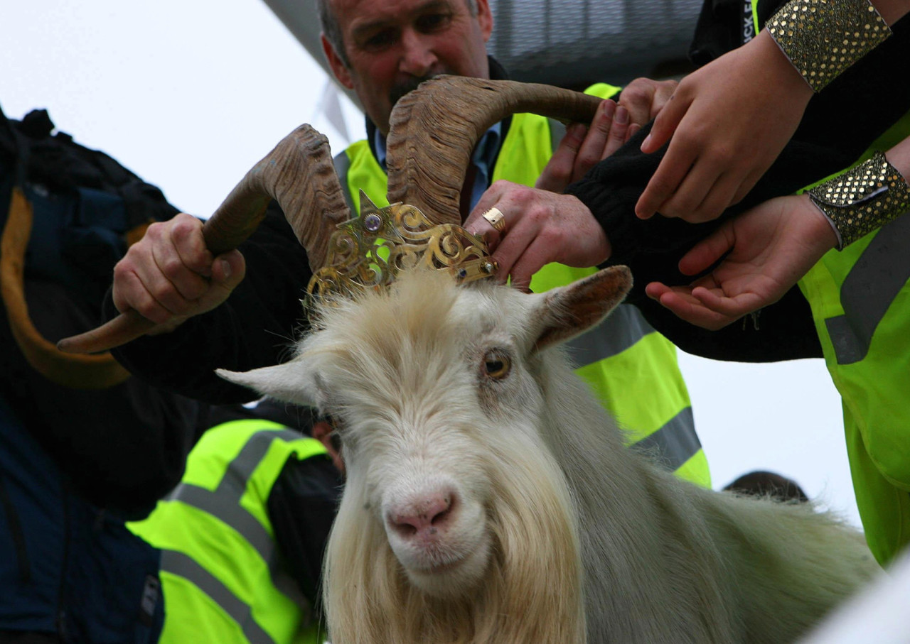 Традиционная Пак-ярмарка, старейшая в Ирландии, открылась в Киллорглине в графстве Керри. Она началась с лошадиной ярмарки и парада по городу, кульминацией которого стала коронация Короля Пака — дикого горного козла