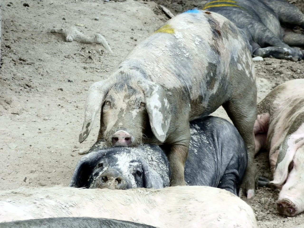 Две свиньи, принявшие участие в исследовании. 