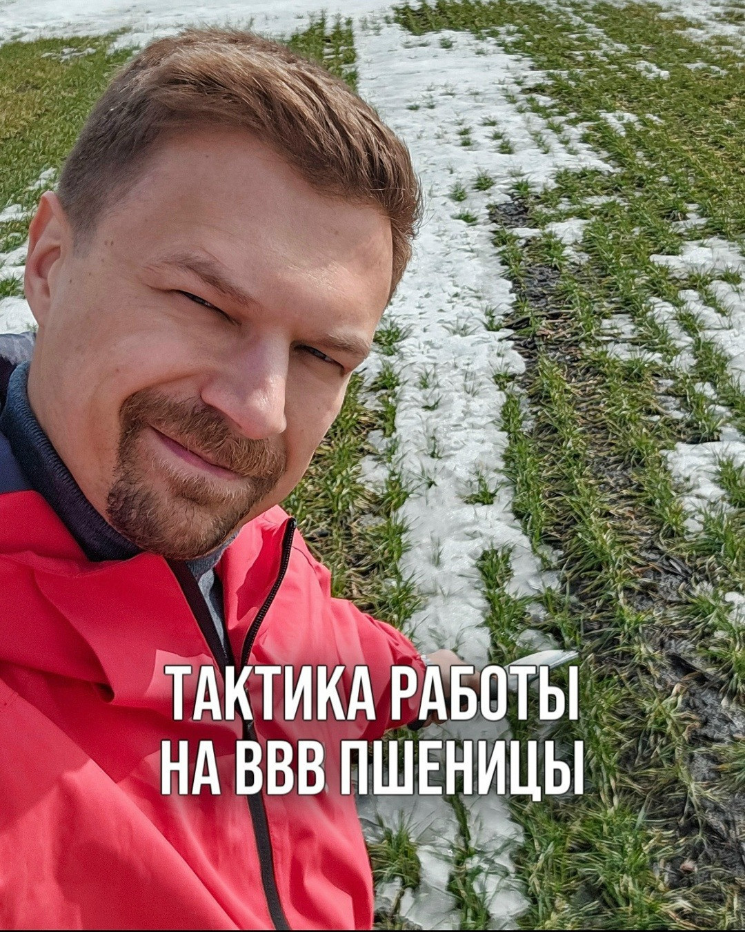 ТАКТИКА РАБОТЫ НА ВВВ ПШЕНИЦЫ - Аграрная социальная сеть