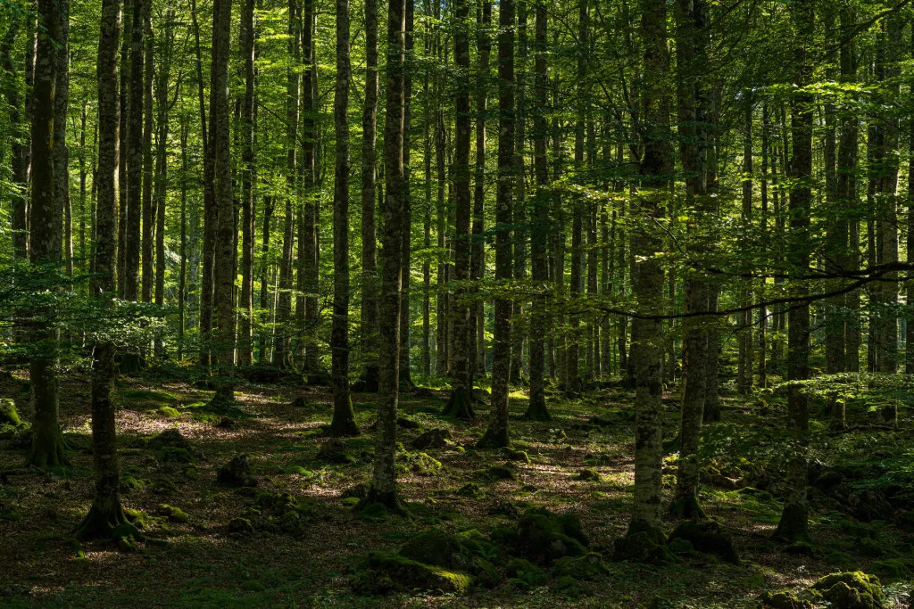  Буковые деревья координируют свое размножение. 