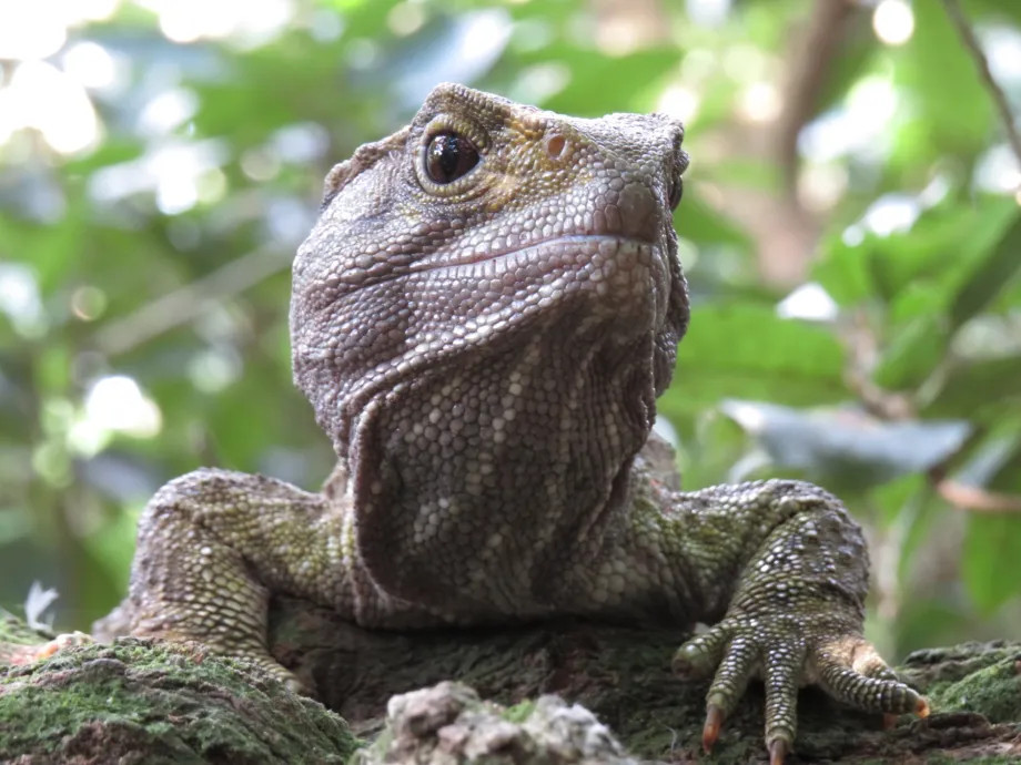 Туатара (Sphenodon punctatus). 