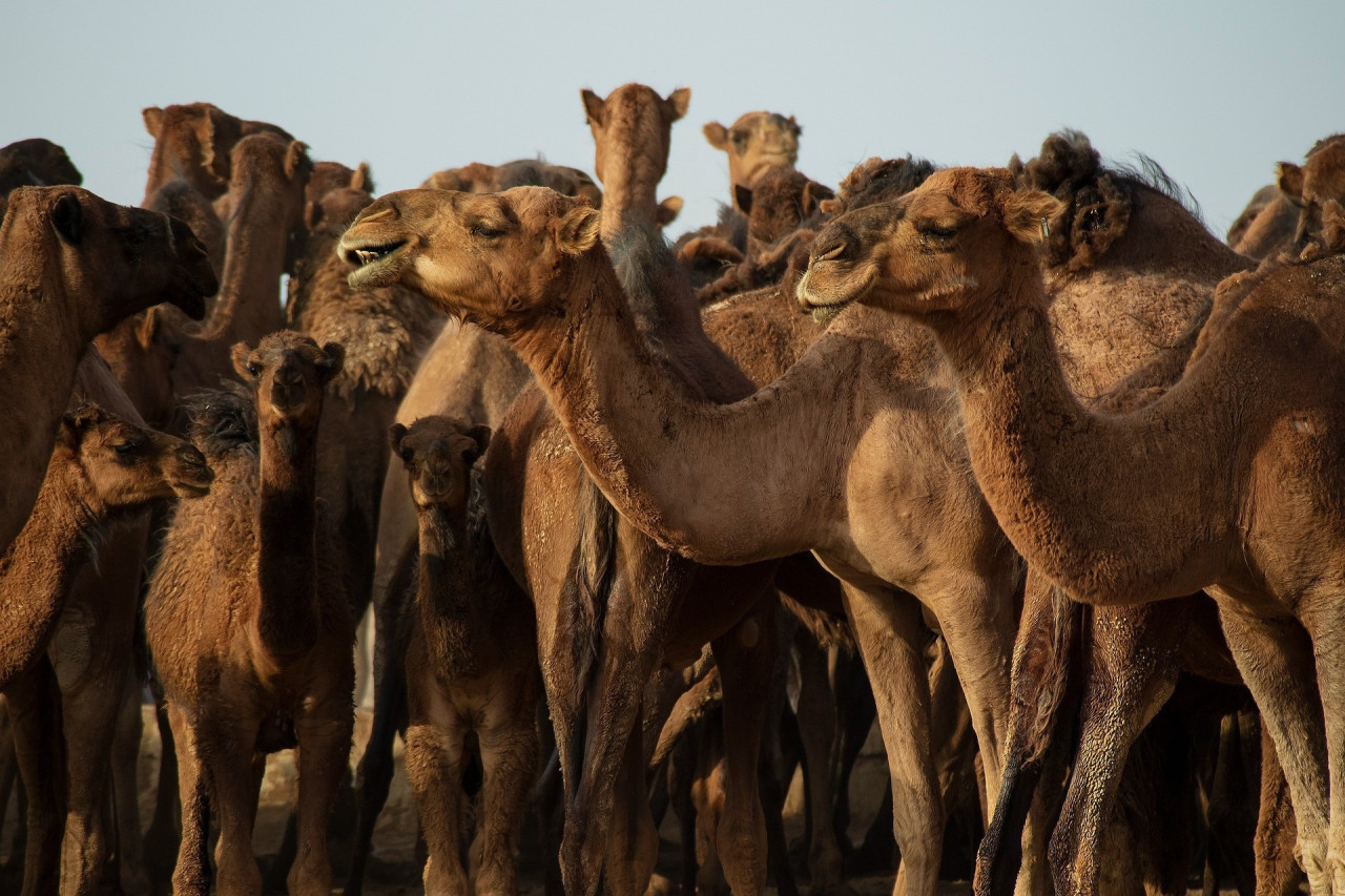 Егор нағашы әжесін трахает