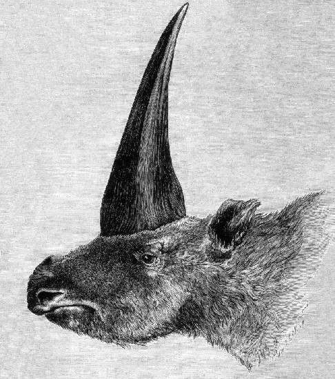  Первая опубликованная реконструкция <i>Elasmotherium sibiricum</i>