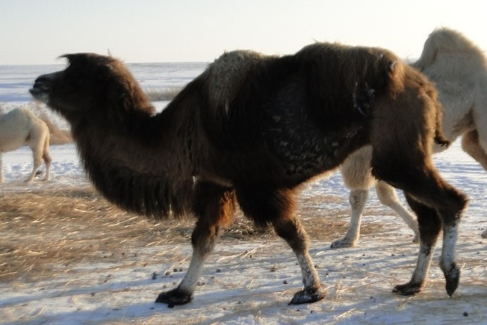 Үлкен әтештері бар екі қара еркек пен қыздың порно видеосы